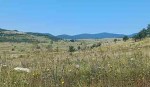 Dani tuge i sjećanja: Pomen za stradale na Petrovačkoj cesti, 7. 8. 2025. Foto: DIC Veritas